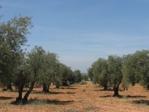 Olive_groves